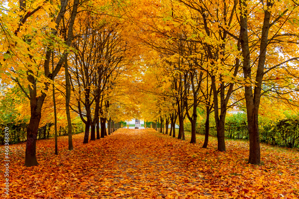 Alley of maple trees in autumn in Alexander park, Tsarskoe Selo (Pushkin), Saint Petersburg, Russia