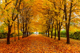 Alley of maple trees in autumn in Alexander park, Tsarskoe Selo (Pushkin), Saint Petersburg, Russia