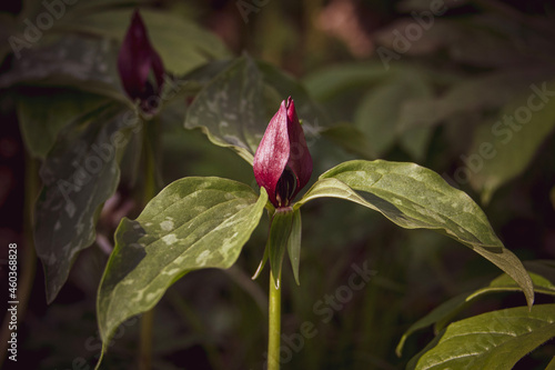 Trillium Sessile 