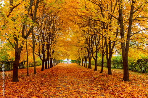 Fototapeta Naklejka Na Ścianę i Meble -  Alley of maple trees in autumn in Alexander park, Tsarskoe Selo (Pushkin), Saint Petersburg, Russia
