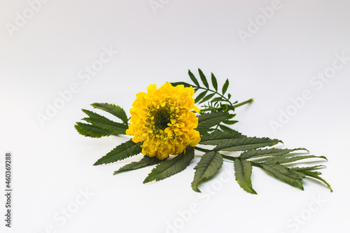 Beautiful Yellow Marigold Flower with green leaves isolated on white background