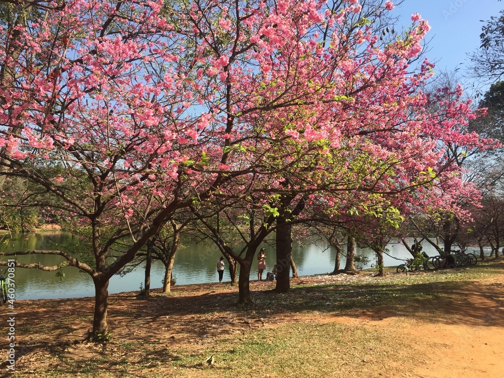 Naklejka premium blossom tree