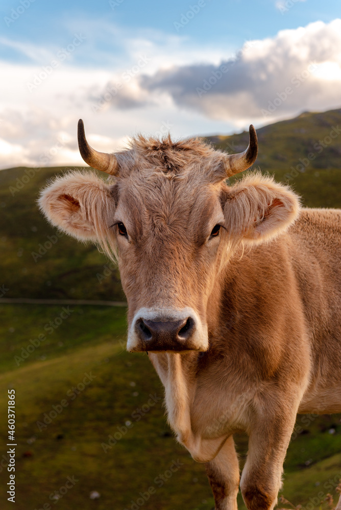 alpine brown cow 