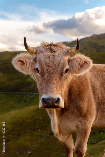 Fototapeta Naklejka Na Ścianę i Meble -  alpine brown cow 