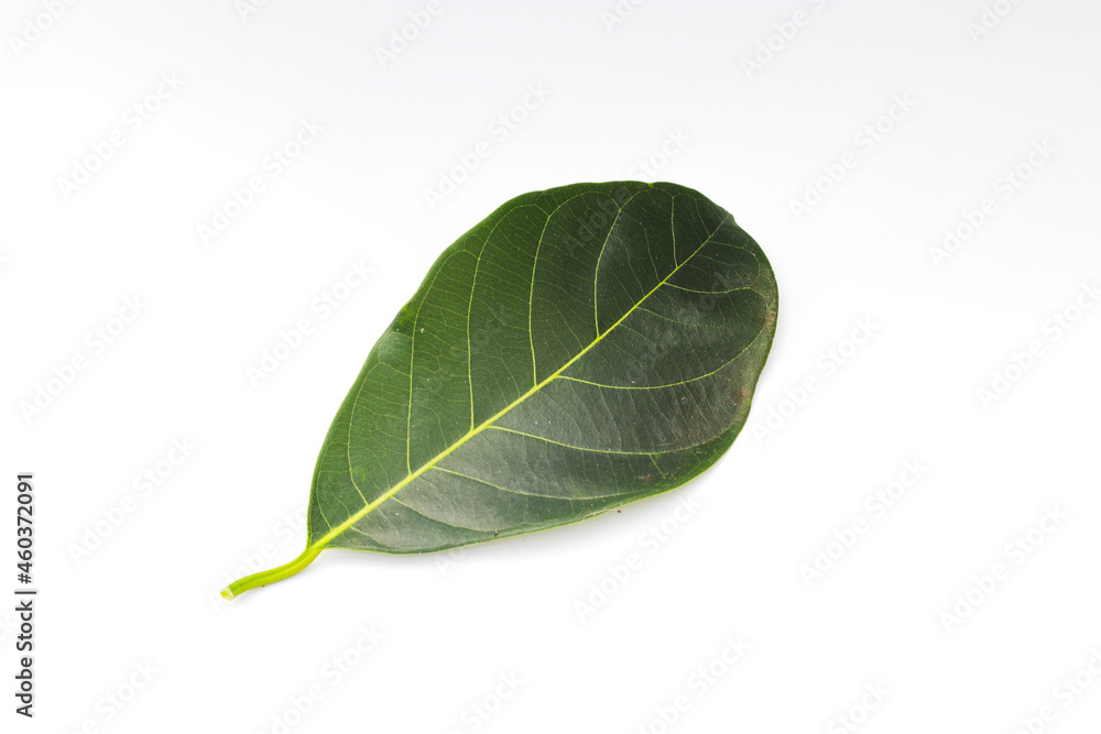 Obraz premium Single Green Jackfruit leaf isolated on white background