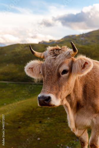 alpine brown cow  brown swiss  grazing free on the mountain
