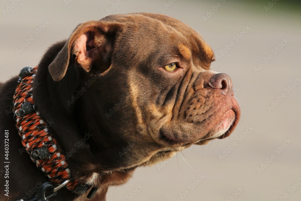 englische Bulldogge Portrait englische Bulldogge Portrait