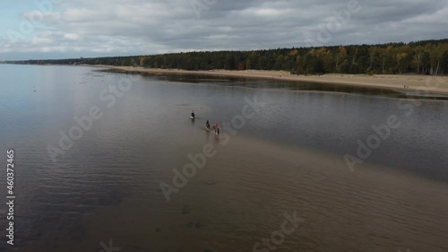Aerial view of forest beach