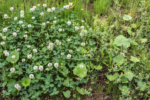 an uncultivated meadow with blooming clover plants photo