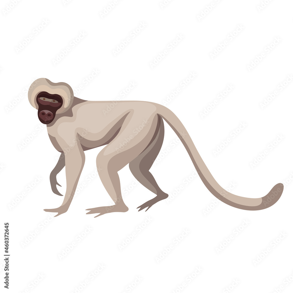 Obraz premium Green monkey, inhabitant of West Africa. Cartoon vector graphics.