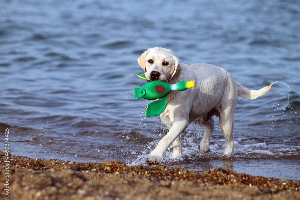 a sweet nice yellow labrador playing at the seashore a sweet nice yellow labrador playing at the seashore