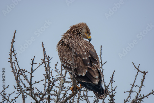 Eastern Imperial Eagle (Aquila heliaca) perched on a tree