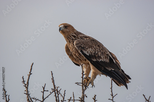 Eastern Imperial Eagle (Aquila heliaca) perched on a tree