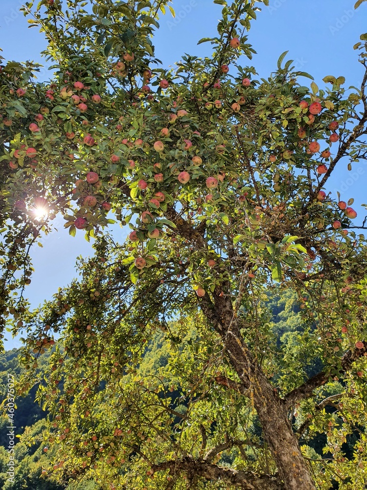 red apple tree red apple tree