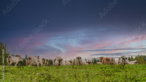 Wallpaper Mural White cows are fleeing. Cows with backs. Torontodigital.ca