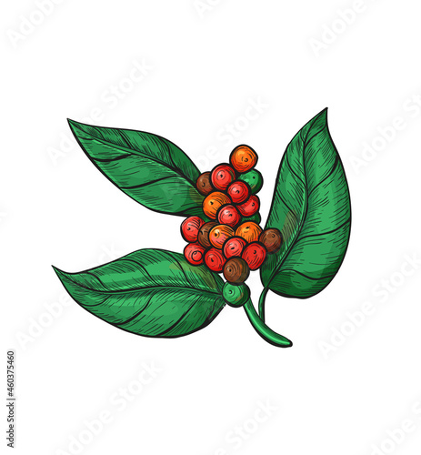 Coffea plant with leaves, flowers and ripe coffea arabica fruits. Coffee branches with fruits of coffee bean in sketch style