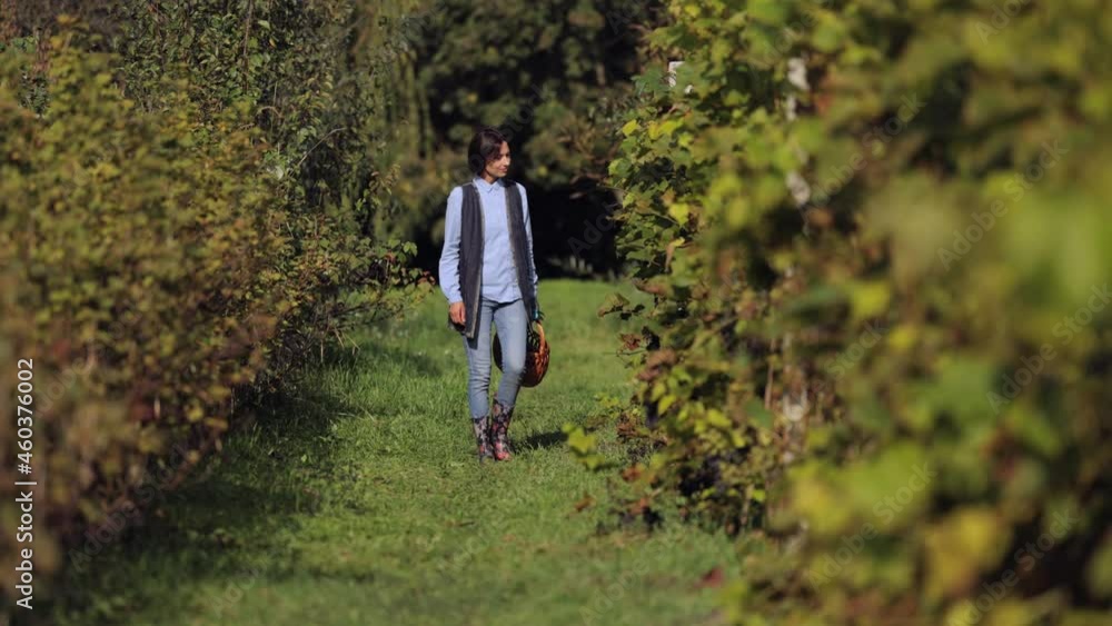 Attractive caucasian woman walking with wicker basket in hands and tasting grape on field. Happy female gardener examining harvest on vineyard. Attractive caucasian woman walking with wicker basket in hands and tasting grape on field. Happy female gardener examining harvest on vineyard.