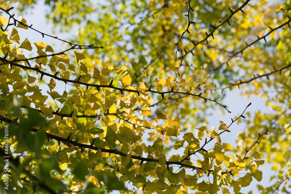 yellow leaves on a branch yellow leaves on a branch