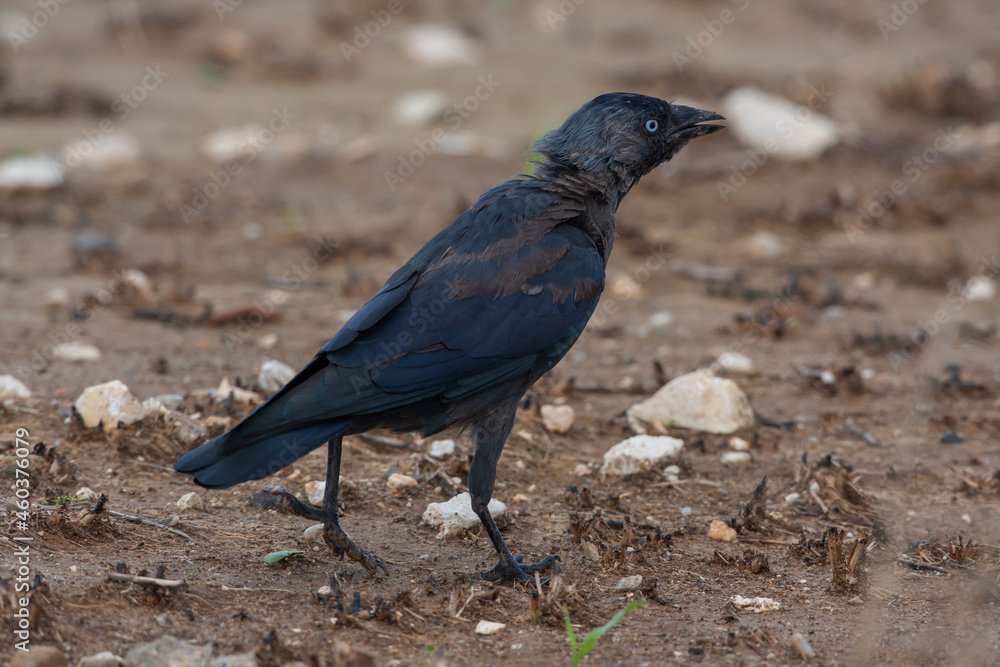 Western Jackdaw (Coloeus monedula) perched on soil Western Jackdaw (Coloeus monedula) perched on soil