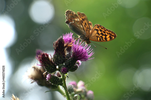 Queen of Spain fritillary butterfly, orange with brown spots on green thistle with purple blossoms and green blurry background photo