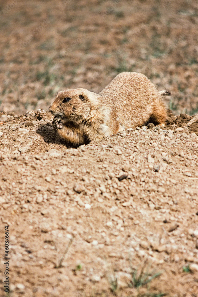 Obraz premium Black-Tailed Prairie dog excavating a burrow in Colorado.