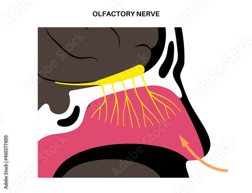 Olfactory nerve anatomy