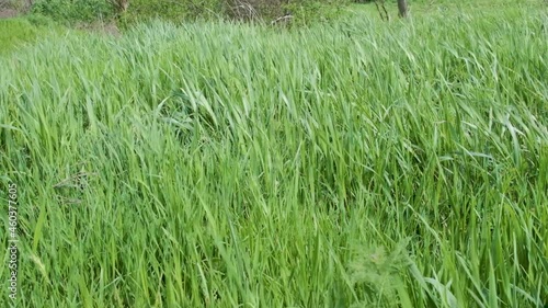 Spring meadow with fresh green grass. Wind play with grass at wild meadow.