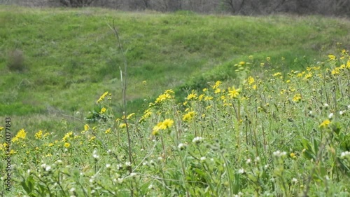 Spring meadow with blooming wild flowers. Wind play with flowers at wild meadow.