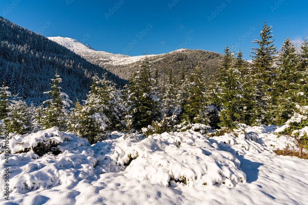 Carpathian mountains and hills with snow-white snow drifts and evergreen trees illuminated by the bright sun