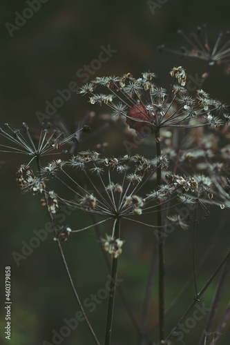 Dry inflorescences of an umbrella plant with brown seeds on a green background. Fallen leaves are stuck in the umbrella plants. Sad autumn background.