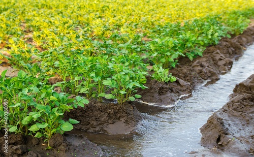 Irrigation the potato plantation. Providing farms and agro-industry with water resources. European farming. Agriculture and agronomy. Growing crops in arid regions. Watering of crops. Selective focus