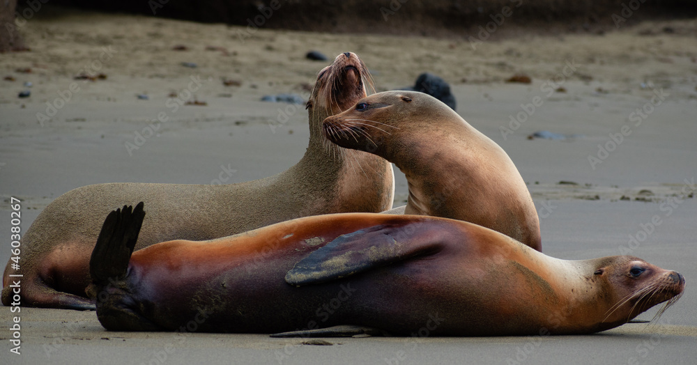 Fototapeta premium sea lion on the beach