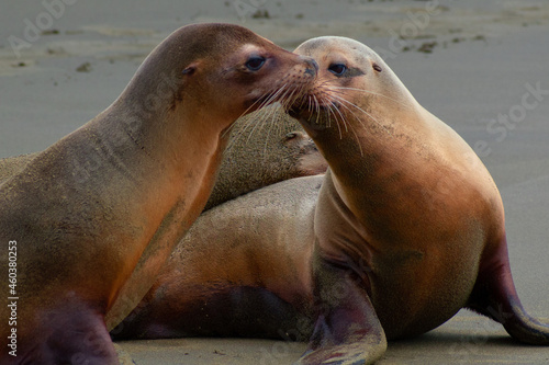 Sea lions kissing 