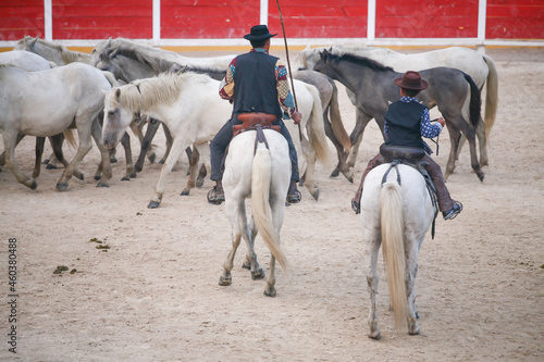 Cowboys sur des beaux chevaux blancs de Camargue avec les taureaux dans le sud de la France