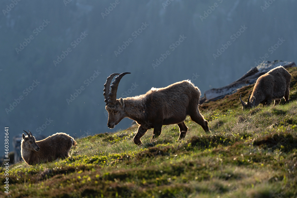 Alpine ibex in the switzerland Alps. Spring with ibex in the mountains. European wildlife. Alpine ibex in the switzerland Alps. Spring with ibex in the mountains. European wildlife.