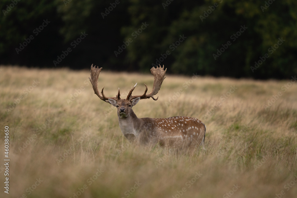 Obraz premium Fallow deer in the meadow. Deer during autumn time. European wildlife. 