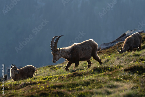 Fototapeta Naklejka Na Ścianę i Meble -  Alpine ibex in the switzerland Alps. Spring with ibex in the mountains. European wildlife. 