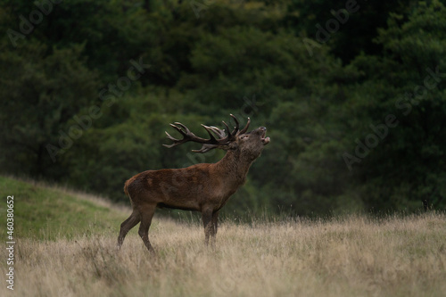 Red deer roaring near the forest. Deer during autumn reproduction time. European wildlife. 