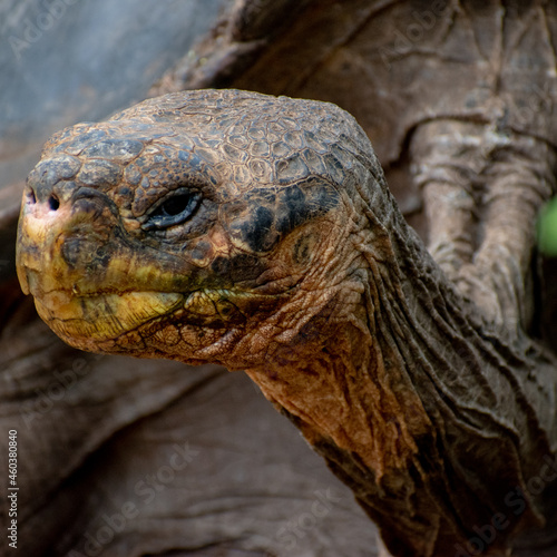 Close up og giant Galapagos tortoise 