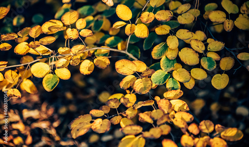 yellow autumn leaves
