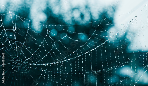 Closeup of abstract wet silk cobweb on dark night background with beautiful white bokeh. Fragile dew drops on natural spider web fibers in mystery ghostly blue moonlight in artistic detail. Halloween.