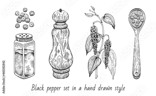 Black pepper vector illustration. Peppercorn spice. Vintage sketch with plant leaf, grinder mill, spoon. Food seasoning line drawing. Engraving outline botanical hand drawn pepper isolated on white