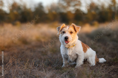 Portrait of Wire-haired Jack Russell Terrier in an autumn field