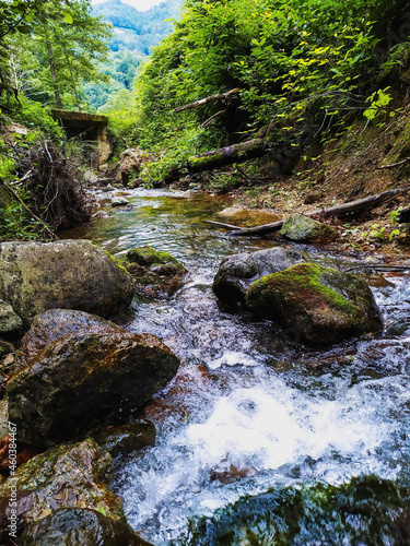 mountain river in the forest