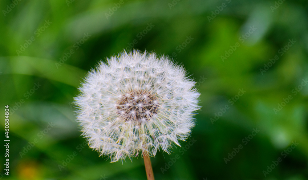 Fleur Pissenlit Fleur Pissenlit