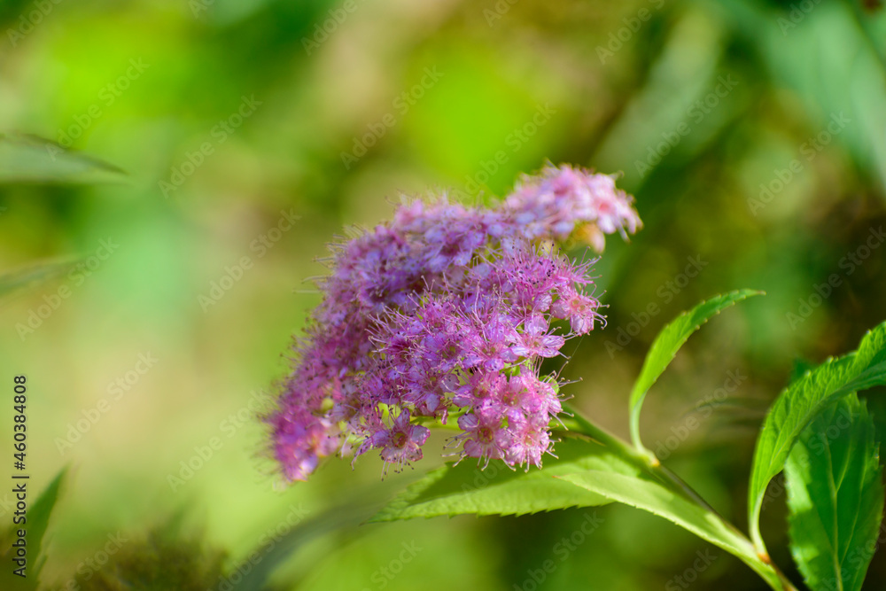 fleurs violet fleurs violet