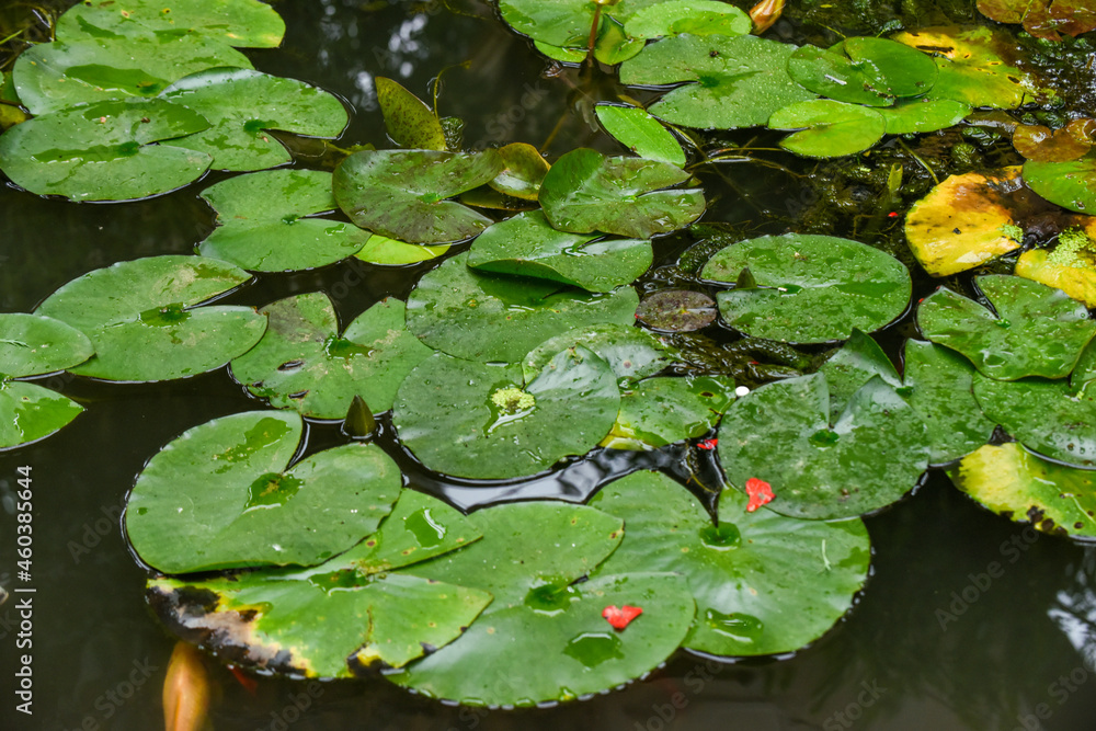 Lilly pads floating on the water surface of a pond Lilly pads floating on the water surface of a pond