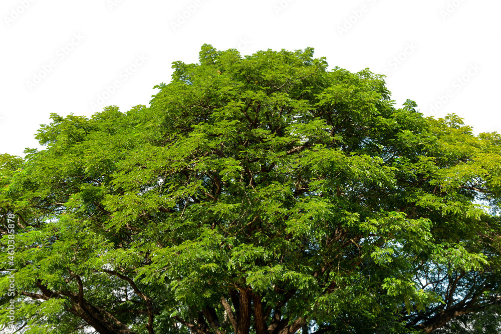 Fototapeta premium Trees top view, Nature background with green leaves isolated on white background.