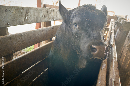 Schilderij op canvas calf looking at camera Brangus