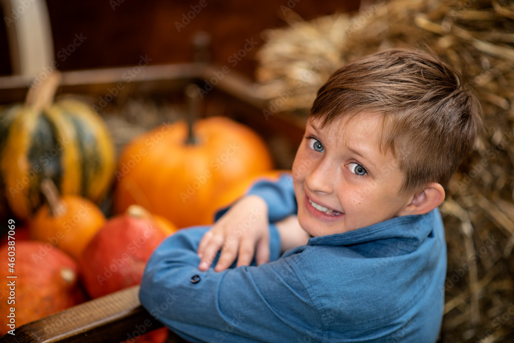 Fototapeta premium smiling boy sitting and holding pumpkins at the farm surrounded by many pumpkins in autumn